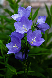 花蓝铃风铃草安瓿特写花园里背景图片