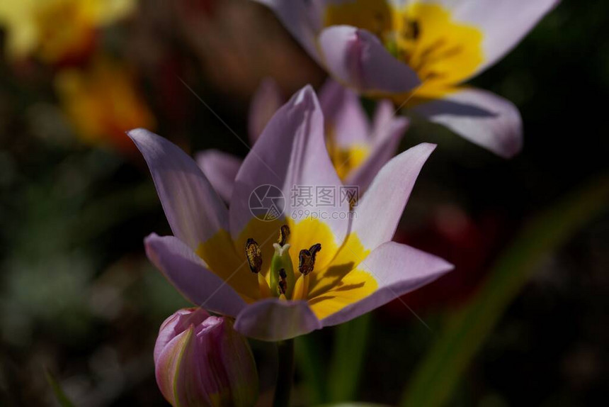TulipTulipasaxatilis的花朵图片