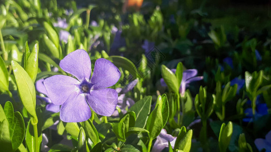 小长春花小长春花盛开图片