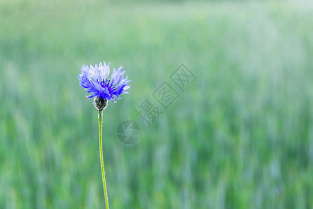 绿色田野背景的一朵花瓣图片