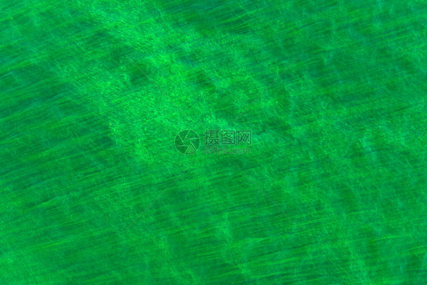 水上的绿藻美图片