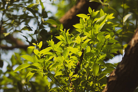Cluseup樟树的幼叶图片