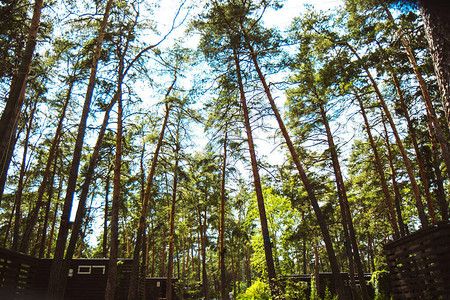 夏日的高大针叶林绿树蓝天映衬松树底视图图片