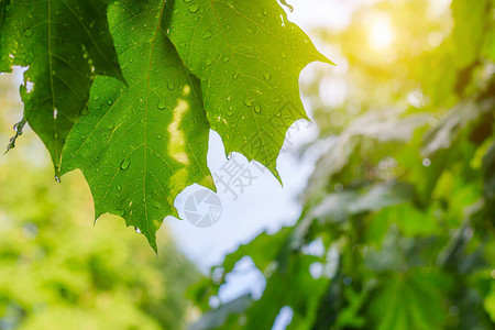 雨后树上的绿叶树枝是绿色的水滴在叶子上雨后清新夏天气不好背图片
