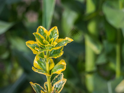 对冲芽EuonymusjaponicusAureomargina图片