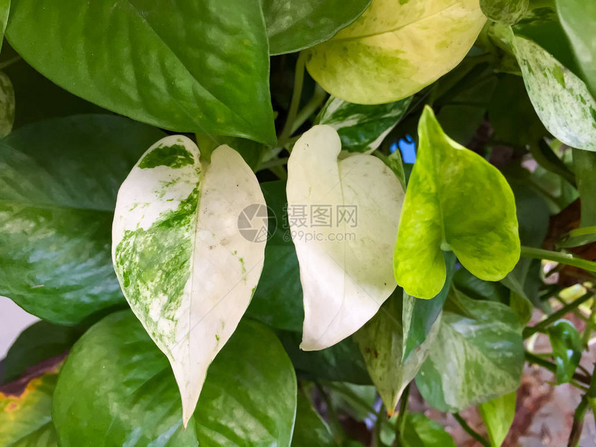 种植在盆栽植物中的金黄绿叶这是花园图片