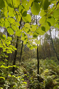 绿色森林图案前景绿叶的大树枝垂直照片插画