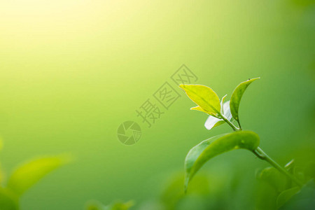 绿色树叶背景自然图片