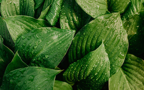 大美丽的透明雨水滴在绿叶宏上清晨的露珠自然界中的叶子纹理图片