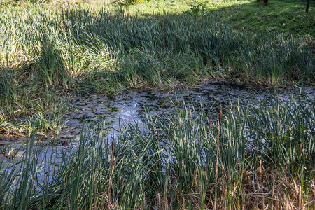 沼泽地作为护城河中的湿地图片