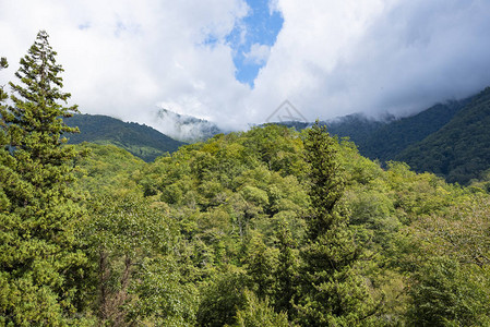 在海拔1000米的阿布哈兹山区图片