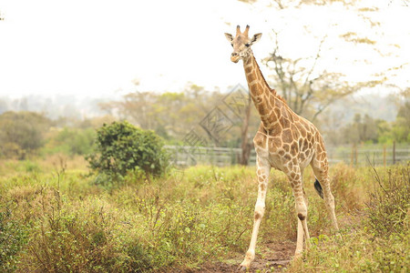 野生动物MasaiMara的G图片