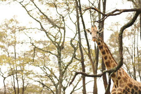 野生动物MasaiMara的G图片
