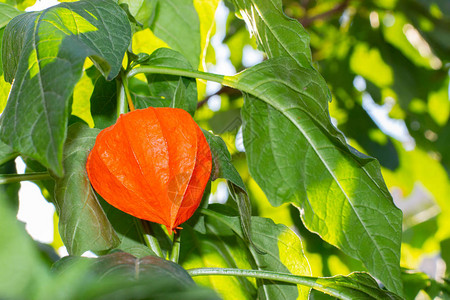 酸浆植物的鲜橙色果实图片