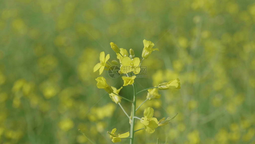 黄色油菜花在风中的花田图片