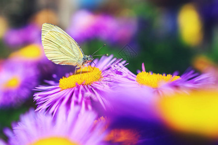 阳光下紫色花朵上的蝴蝶图片