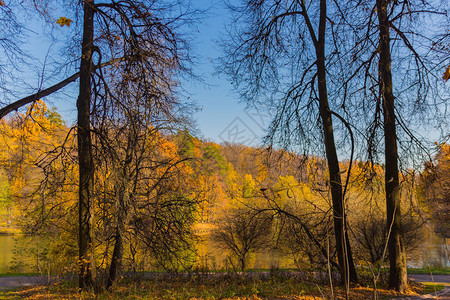 在莫斯科金色秋天秋图片