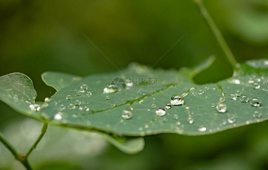 雨后明亮的植物群图片