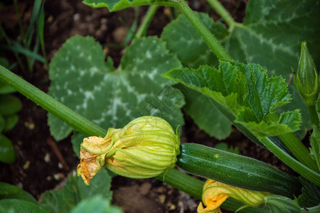 Zucchini植物Zucchini花朵灌木上生长的绿色蔬菜骨图片