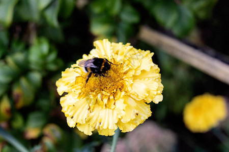 大黄蜂坐在黄色的花朵图片