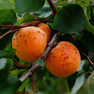 树上的橙杏在花园里种水果图片