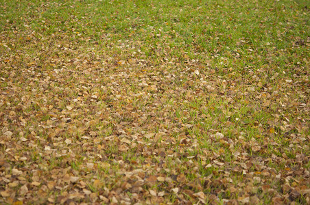 地面绿色草地上干枯的生树叶纹在绿草上背景图片
