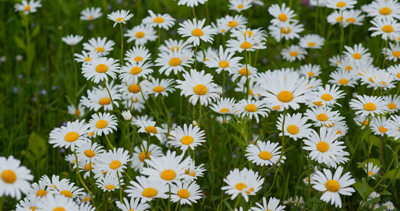 草地上的白色洋甘菊图片