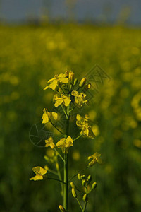 Alfalfa的花朵在播种图片