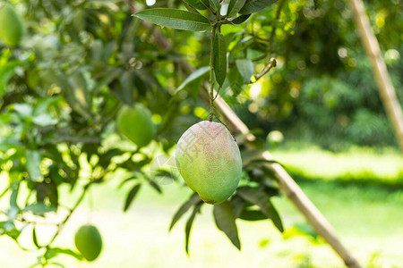 芒果树上的绿色芒果背景图片