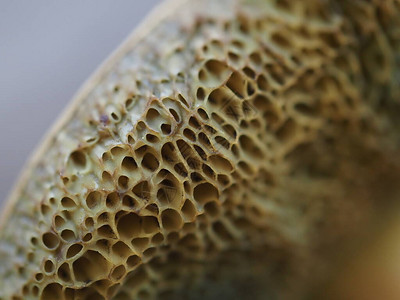Sulilus粮仓蘑菇图片