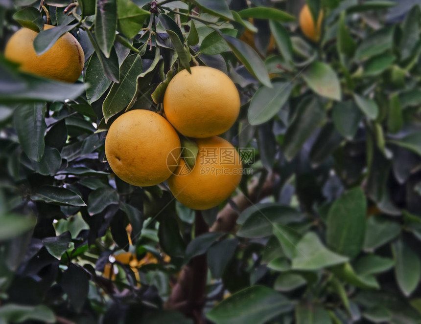 成熟葡萄柚的特写图片
