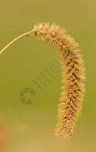 干狐尾草小米花在绿色上分离图片