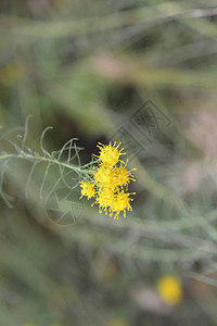 Goldilocksaster黄色花拉丁名Galatellalin图片