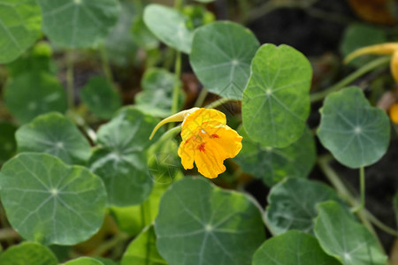 花园金莲花黄色花拉丁名Tropaeolum背景图片