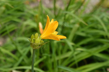 矮黄花菜拉丁名图片