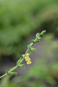 喜马拉雅云鼠尾草黄花拉丁名Salvianu图片
