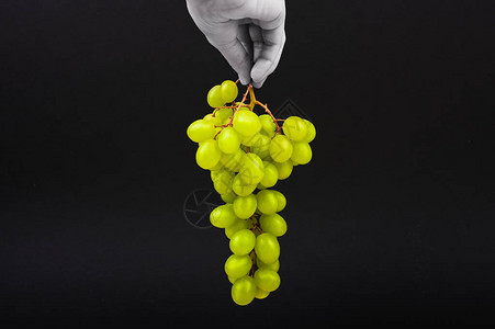 黑色背景上的绿葡萄一只手在黑色背景的空气中握着葡萄容积式酒厂一串图片
