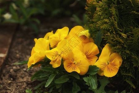 花丛下的黄色小白妞花园的春天模糊的背图片