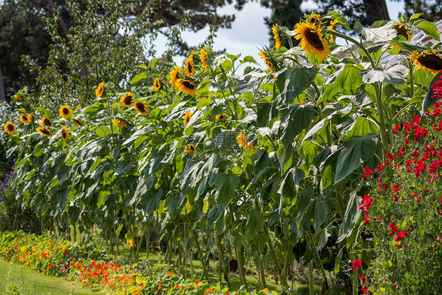 一排日葵花Helianthusannuus在夏图片