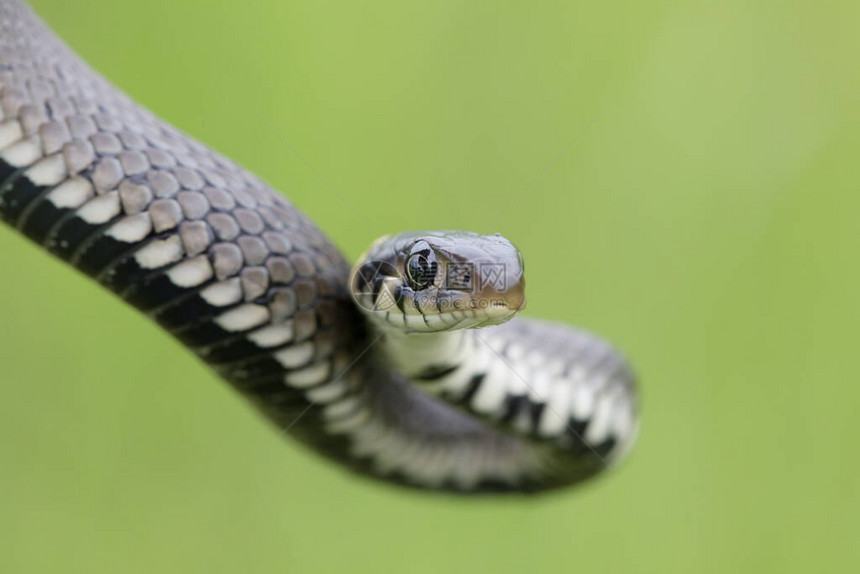 关闭蛇Natrixnatrix欧洲野生动物图片