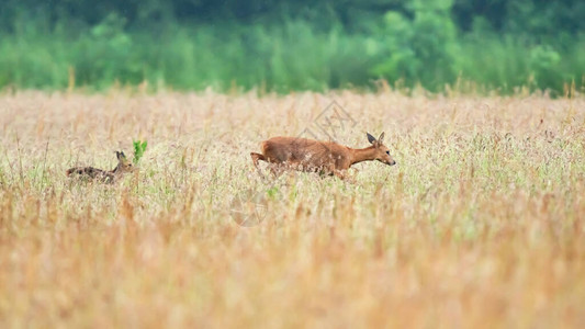 一只母鹿小在草地上漫图片