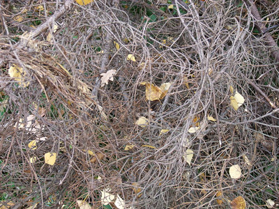 秋天的枯枝灌木图片