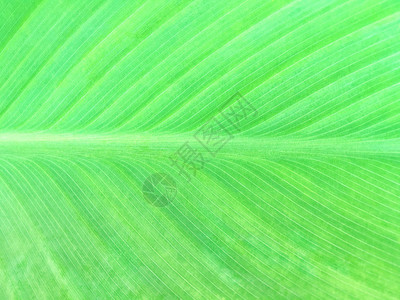 大型热带绿叶的纹理和黄斑宏观图片