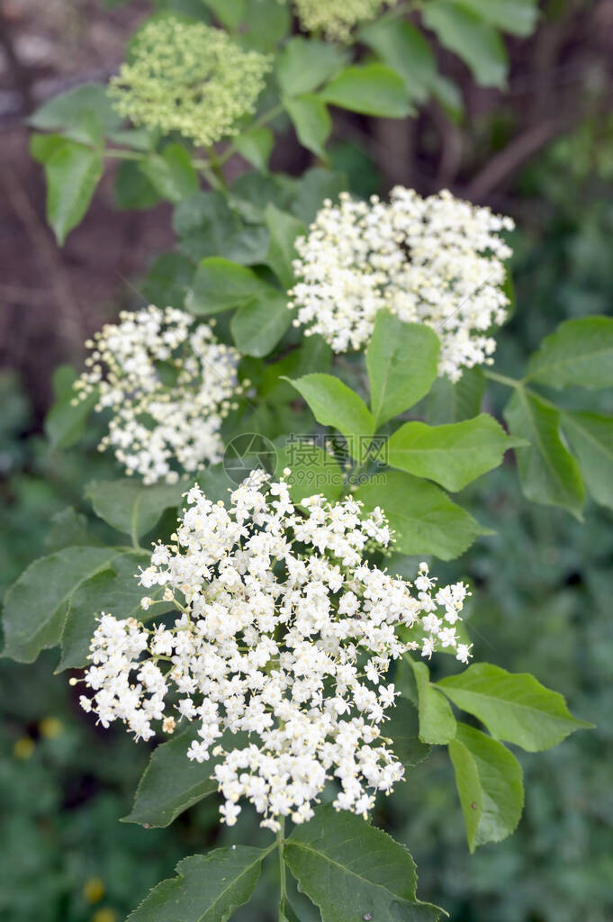 春天特写灌木上的接骨木花图片