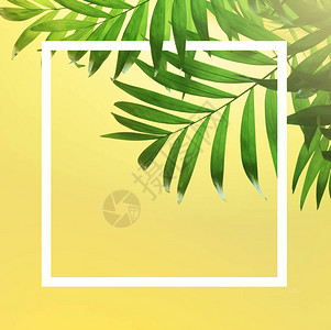 黄色背景上的深绿色热带棕榈叶图片