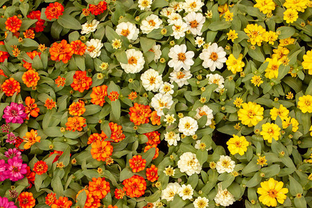 黄洛瑶寨黄橙和白色的奈洛丽叶Zinnia花瓣背景