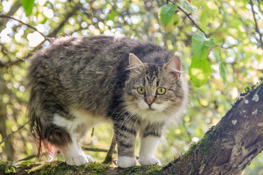 毛茸的猫坐在树枝上宠物猫在院子里散步猫在爬树图片