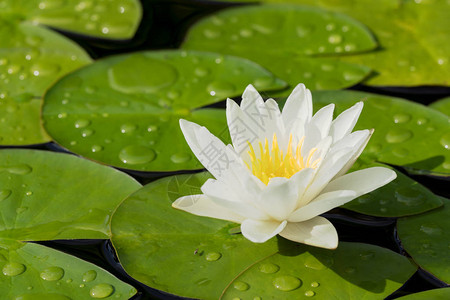 雨水从天而降后池塘中的白水百花图片