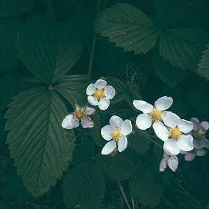 盛开的白色草莓花背景上的绿叶发芽对象顶视图格图片