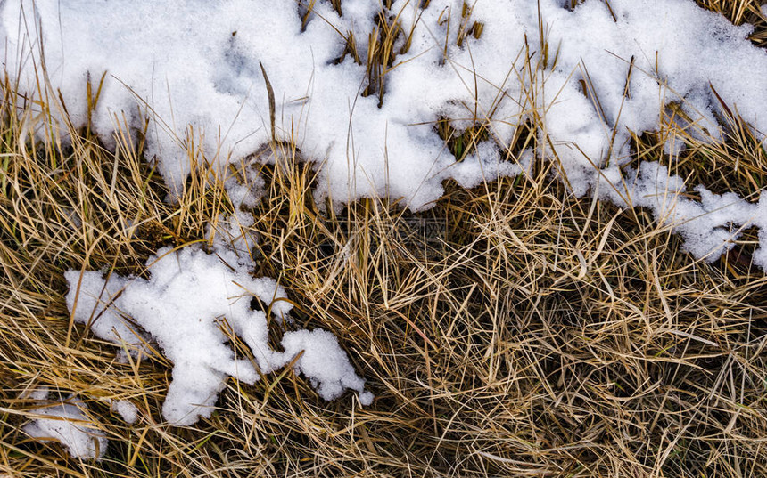 黄枯草上的第一场雪图片